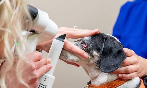 WSAVA – canine and feline ophthalmology