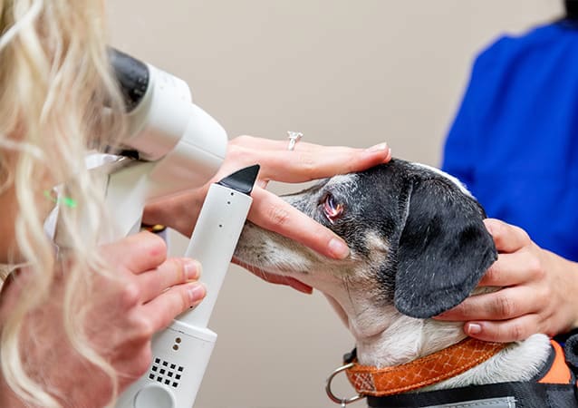 pets ophthalmology