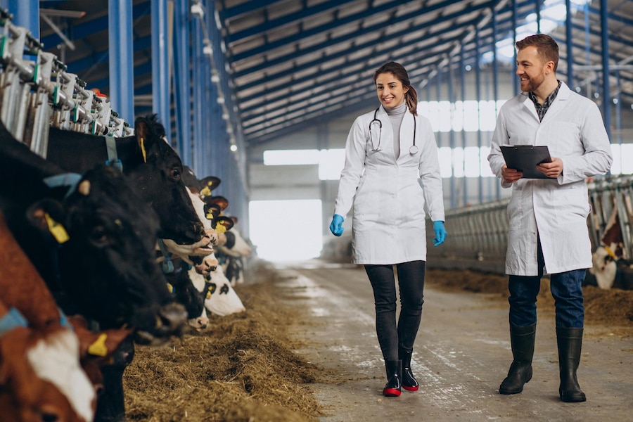 veterinary-farm-walking-cowshed-checking-cows